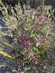 Pluchea odorata odorata