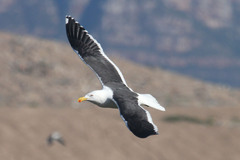 Larus dominicanus vetula