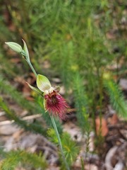 Calochilus paludosus