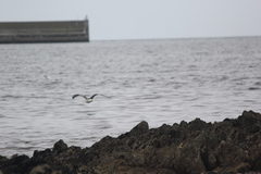 Larus pacificus