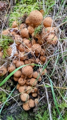 Armillaria ostoyae