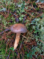 Chroogomphus rutilus