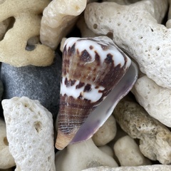 Conus capitaneus