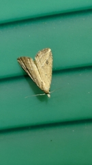 Diplopseustis perieresalis