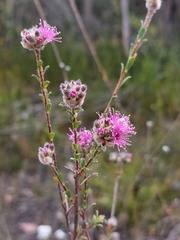 Kunzea capitata
