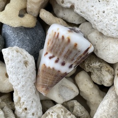 Conus capitaneus