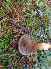 Chroogomphus rutilus