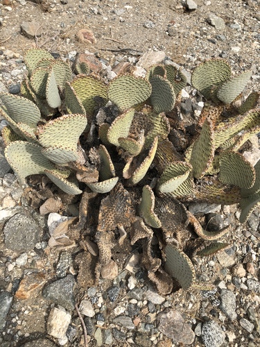 iNaturalist observation photo of beavertail cactus