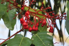 Brachychiton acerifolius