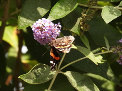 Vanessa atalanta atalanta
