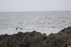 Larus pacificus