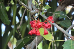Brachychiton acerifolius