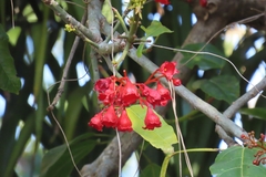 Brachychiton acerifolius