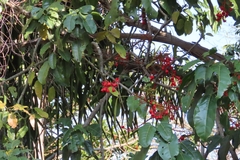 Brachychiton acerifolius