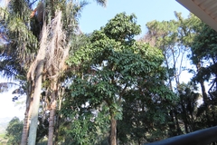 Brachychiton acerifolius