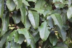 Brachychiton acerifolius