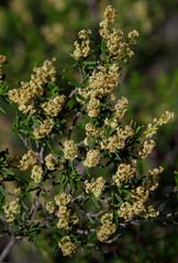Trymalium daphnifolium