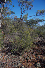 Trymalium daphnifolium