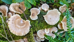 Pseudohydnum gelatinosum
