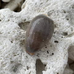 Naria erosa