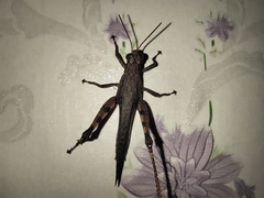 Xenocatantops humilis