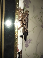 Xenocatantops humilis