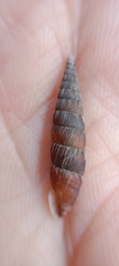 Laciniaria plicata