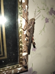 Xenocatantops humilis