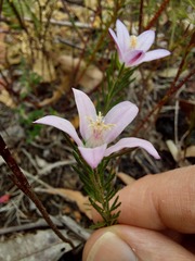 Philotheca reichenbachii