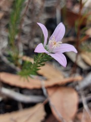 Philotheca reichenbachii