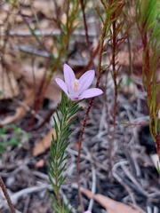 Philotheca reichenbachii