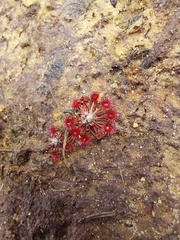 Drosera pygmaea