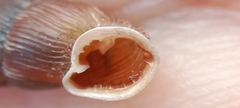 Laciniaria plicata