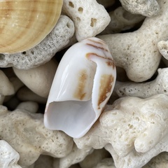 Conus magnificus