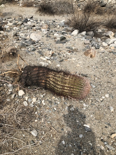 iNaturalist observation photo of California Barrel Cactus
