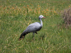 Anthropoides paradiseus