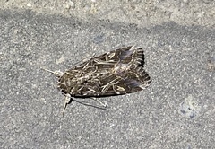 Spodoptera litura