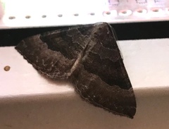 Larentia clavaria