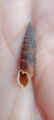 Laciniaria plicata