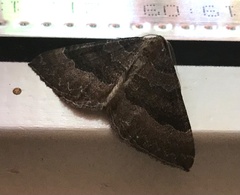 Larentia clavaria