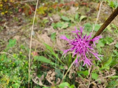 Centaurea scabiosa