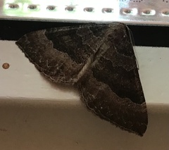 Larentia clavaria