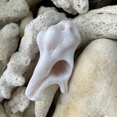 Homalocantha