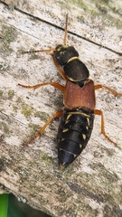 Staphylinus dimidiaticornis