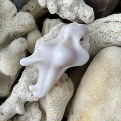 Homalocantha
