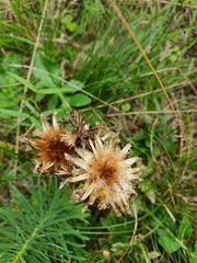 Centaurea scabiosa