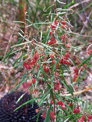 Lasiopetalum rufum