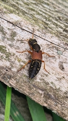 Staphylinus dimidiaticornis