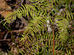 Gleichenia
