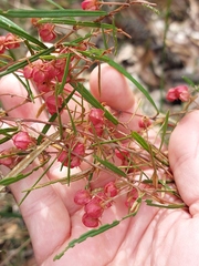 Lasiopetalum rufum